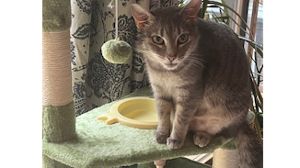 Lost Pet: Mia