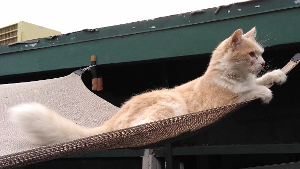Lost Pet: Zeke