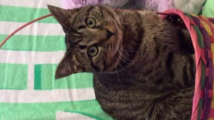 Lost Pet: Frito
