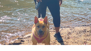 Lost Pet: Maxine
