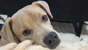 Lost Pet: Piper