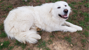 Lost Pet: Journey