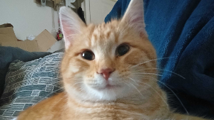 Lost Pet: Asmodeus