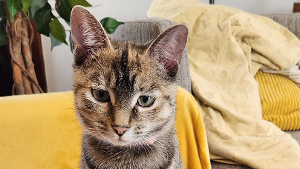 Lost Pet: Pasta