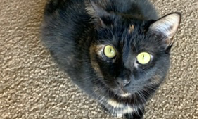 Lost Pet: Jinx
