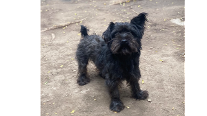 Lost Pet: Raider