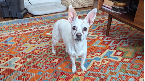 Lost Pet: Milou