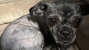 Lost Pet: Luna Barrera
