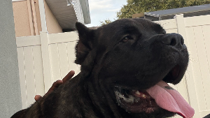 Lost Pet: Zeus Wilson