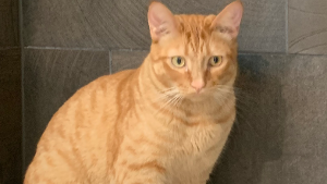 Lost Pet: Hercules