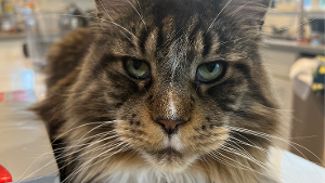 Lost Pet: Cobie Kai