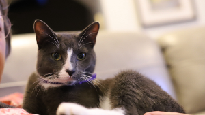 Lost Pet: Captain Cowboy Boots Killmousesky