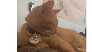 Lost Pet: Cheeto