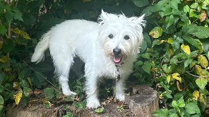 Lost Pet: Daisy