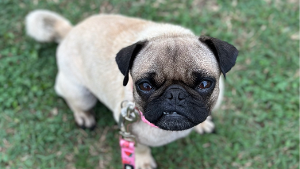 Lost Pet: Harley Davis
