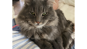 Lost Pet: Maude