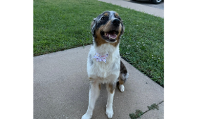 Lost Pet: Chloe