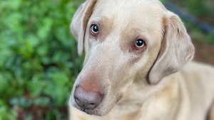 Lost Pet: Kodi