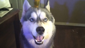 Lost Pet: Nikita