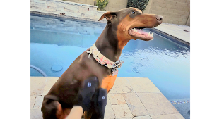 Lost Pet: Ruby