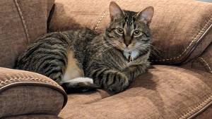 Lost Pet: Pear/Geordie