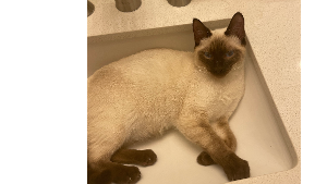 Lost Pet: Miso