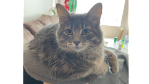 Lost Pet: Sushi