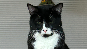 Lost Pet: Mittens