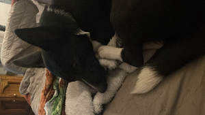 Lost Pet: Hank