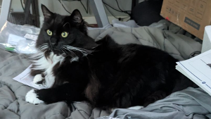Lost Pet: Freya