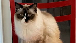 Lost Pet: Rex