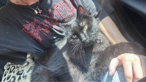 Lost Pet: Theodore Grimm