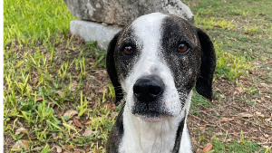 Lost Pet: Benny