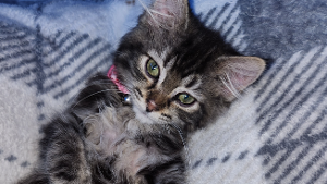 Lost Pet: Opal