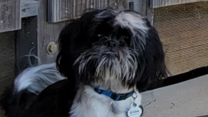 Lost Pet: Oreo