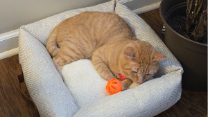 Lost Pet: Simba