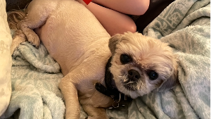 Lost Pet: Gilly