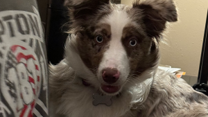 Lost Pet: Nala Bodecker
