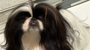 Lost Pet: Olympia
