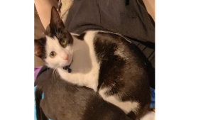 Lost Pet: Persephone