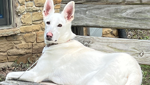 Lost Pet: Lyla