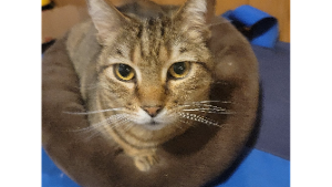 Lost Pet: Chainsaw