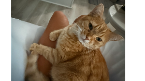 Lost Pet: Purrcy