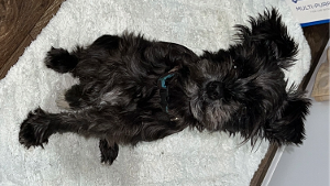 Lost Pet: Nova