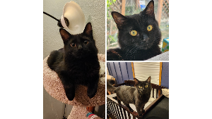 Lost Pet: Marceline 
