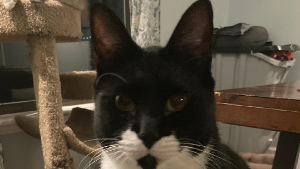 Lost Pet: Mister Miyagi