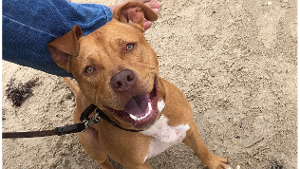 Lost Pet: Dozer