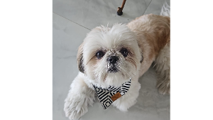 Lost Pet: Asher