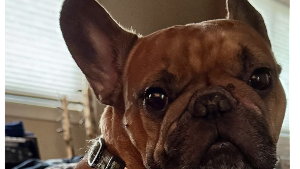 Lost Pet: Capt. Picard