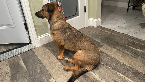 Lost Pet: Bailey